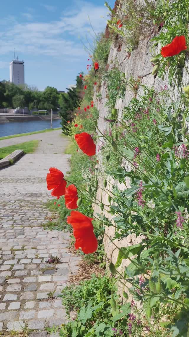 Ниш в мае. Сербия. Прогулки по городу смотреть онлайн