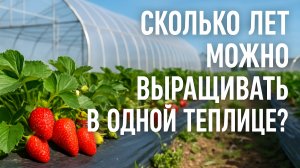 Сколько лет растёт клубника?
