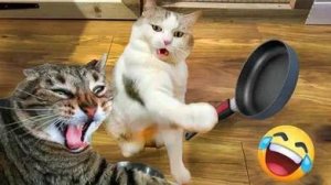СМЕШНО ДО СЛЕЗ 😹😍 СМЕШНЫЕ КОТЫ, ЛУЧШИЕ ПРИКОЛЫ С КОТАМИ, КОШКИ, СОБАКИ , ЖИВОТНЫЕ 🥰