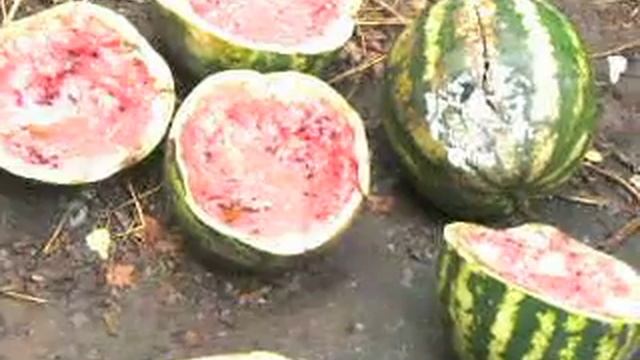 Рейд по выявлению незаконной торговли арбузами