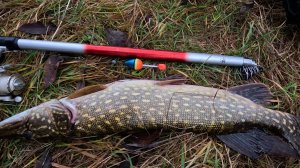 ЩУЧИЙ ЖОР на ЖИВЦА. Ловля щуки на поплавочную удочку.