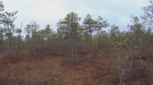 Продолжаем клюквенный сезон!!!