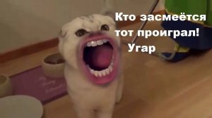 Я ржал до слез 😂 20 Минут смеха 2025 Смешные видео Приколы с животными!