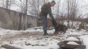 Как добиться послушания от гиперактивный собаки.