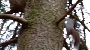 Белки ищут орешки, которые спрятали в листве, лесопарк" Бицевский лес, они ждут угощения от прохожих