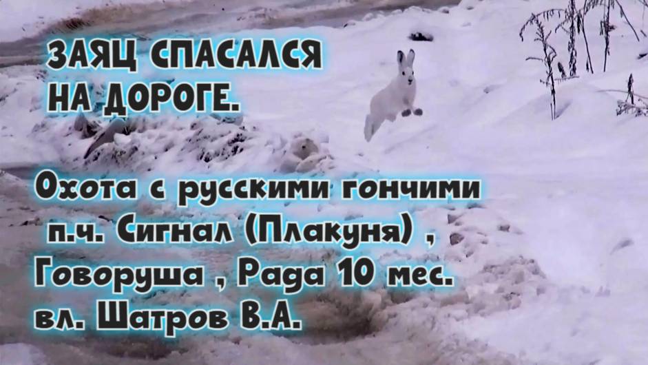 ЗАЯЦ СПАСАЛСЯ НА ДОРОГЕ.Охота с гончими п.ч. Сигнал, Говоруша, Рада 10 мес. вл. Шатров В.А.#hunting