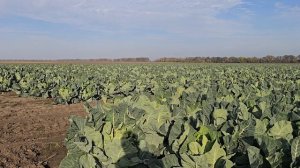 Что нужно знать при выращивании цветной капусты. Краснодарский край,  5 ноября 2х25 год.