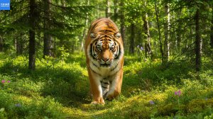 Амурский Тигр — Грациозный Хозяин Дальневосточной Тайги / Расслабляющее видео