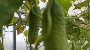 Осенние огурцы и не только