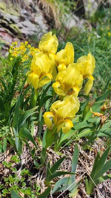 Водопады Балканских гор, Сербия. Самые красивые места мира. Калуджерский, Манчин, Раздольский. смотреть онлайн