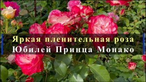 Яркая пленительная роза Юбилей Принца Монако