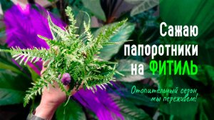 Как не допустить пересыхания ПАПОРОТНИКА? Фитильный полив — ваш выбор!