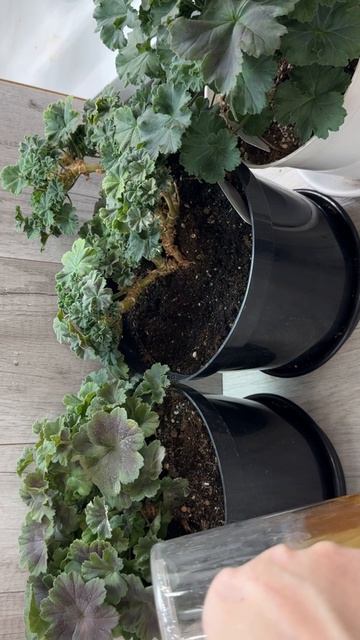 Мало кто знает что герань зимой поливают только так смотреть онлайн