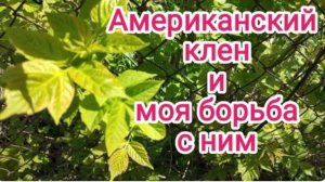 Как избавиться от американского клёна