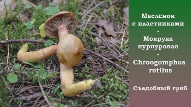 Пластинчатый маслёнок - Мокруха пурпуровая. Chroogomphus rutilus. смотреть онлайн
