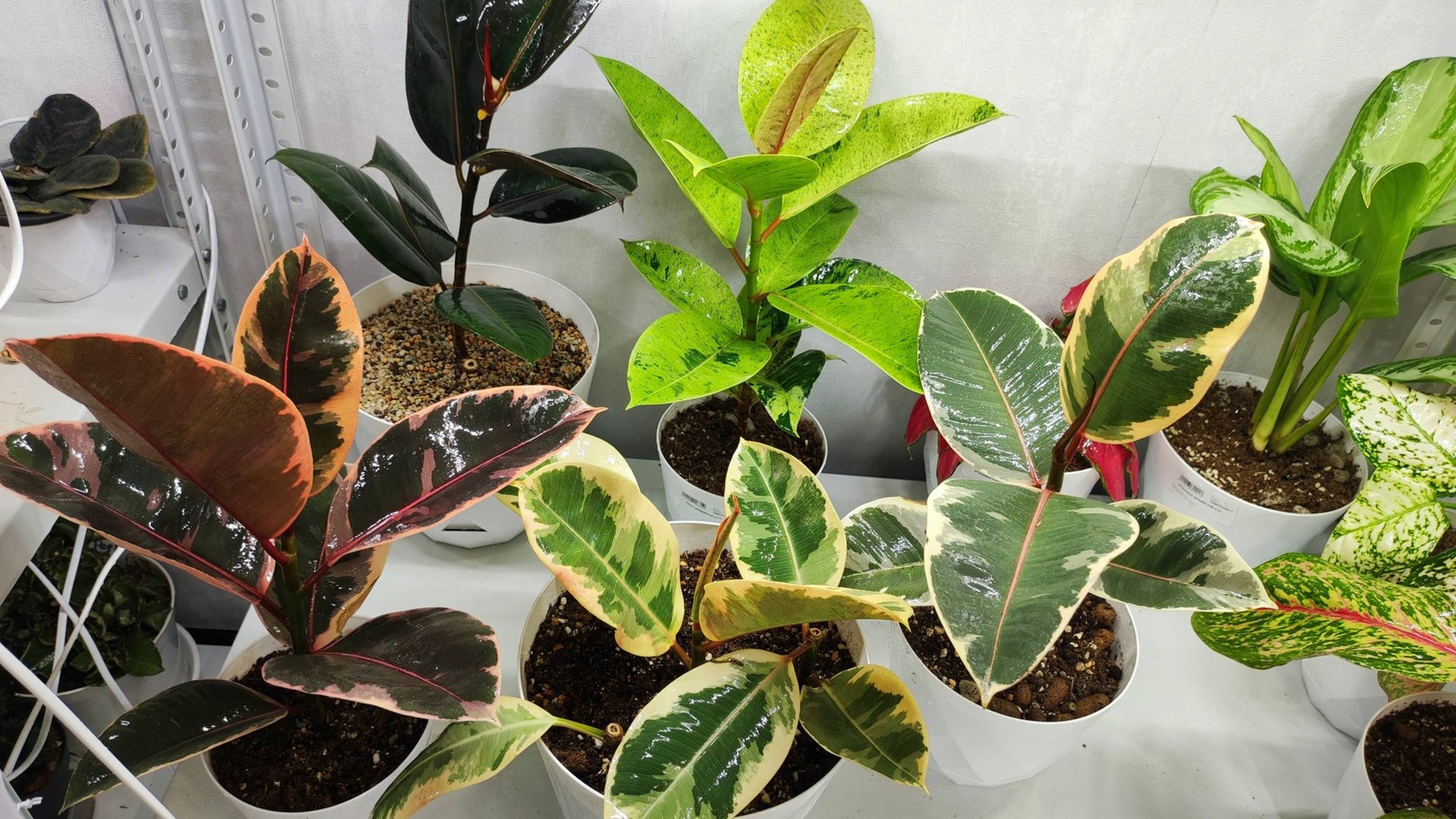 ФИКУС - основной уход, благоприятные условия выращивания смотреть онлайн