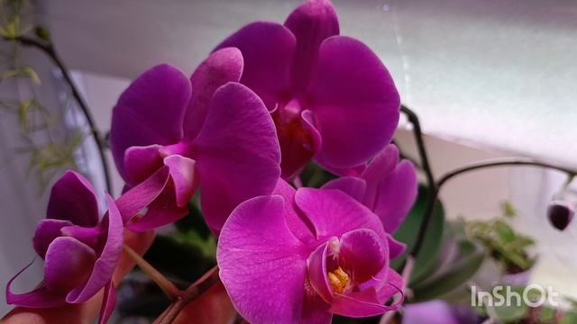 Обзор на мои орхидеи и на их цветоносы 🤗🌱☘️🌱☘️🌺 Приятного просмотра девочки 🤗 смотреть онлайн