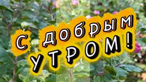 Доброе утро. Песня с добрым утром