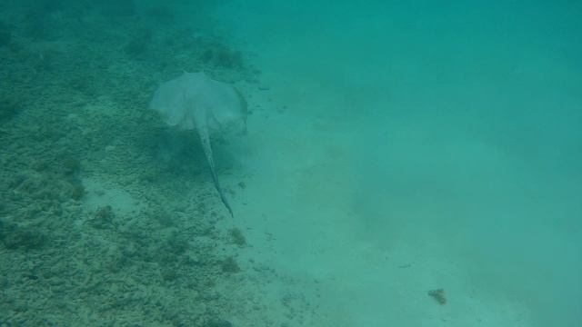 Скаты на песке @ Maldives, Rahaa, 2023 смотреть онлайн