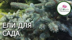 ЕЛИ ДЛЯ САДА