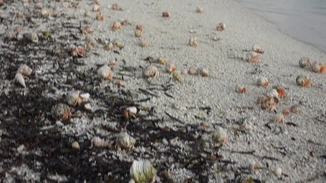 Огромное множество отшельников @ Maldives, Rahaa. 2023 смотреть онлайн