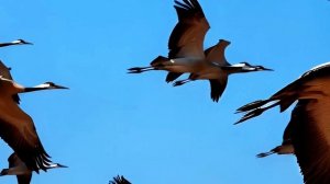 Журавли-Cover на слова   А.Жемчужникова