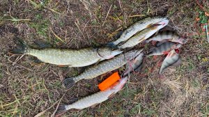 РЫБАЛКА НА СПИНИНГ ОГРОМНАЯ ЩУКА #РЫБАЛКА#ДЕРЕВНЯ#ОТДЫХ