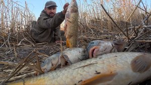 В ЭТИХ КАМЫШАХ ЛЮТЫЙ ЖОР САЗАНА. ЛОВЛЯ САЗАНА НА ЖМЫХ В НОЯБРЕ. Астрахань.