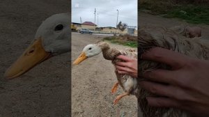 Уточку пристроила