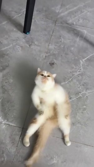 кот в кадре