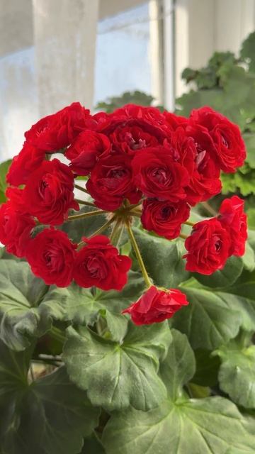 ГЕРАНЬ ЗИМОЙ Обязательно зацветет, 5 правил выращивания герани смотреть онлайн