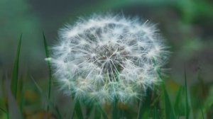 Одуванчик ты пацанчик - (Премьера песни 2025, премьера видеоклипа 2025).