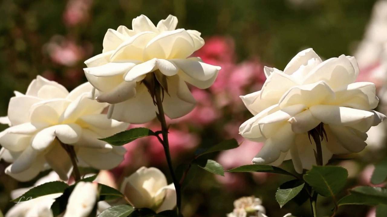 Ф. Шуберт - Вечерняя серенада F. Schubert - Serenade смотреть онлайн