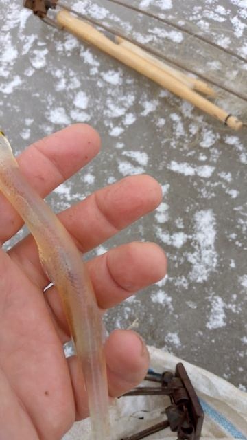 Поймал очень редкую рыбу на хапугу. рыба лапша