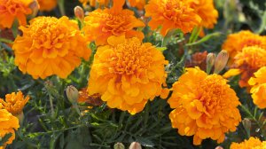 КАК СДЕЛАТЬ ДОРОГУЩИЙ  ШАФРАН СВОИМИ РУКАМИ!!!