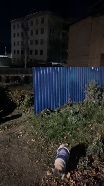 вечерне-осенняя прогулка🍂🍁✨🌝 смотреть онлайн