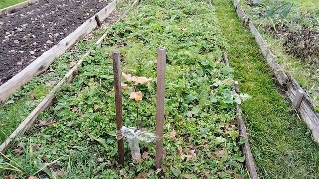 Молодые саженцы яблонь осенью. Защищаем от мышей. смотреть онлайн