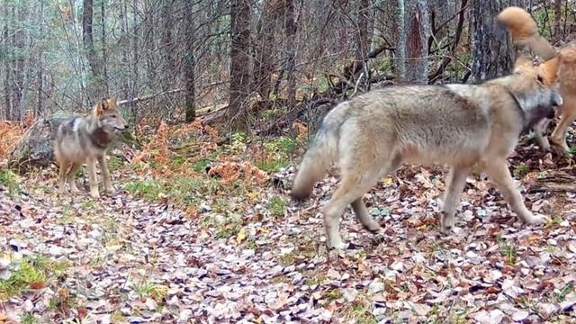 Видео фото ловушки смотреть онлайн