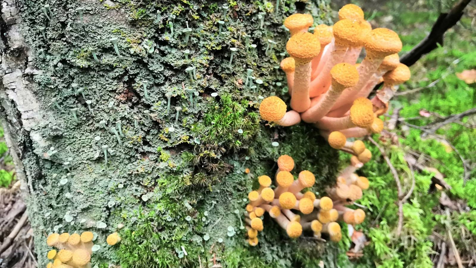 Грибы на деревьях. Березовые опята. Первый сбор осенних опят в сентябре 2025 года смотреть онлайн