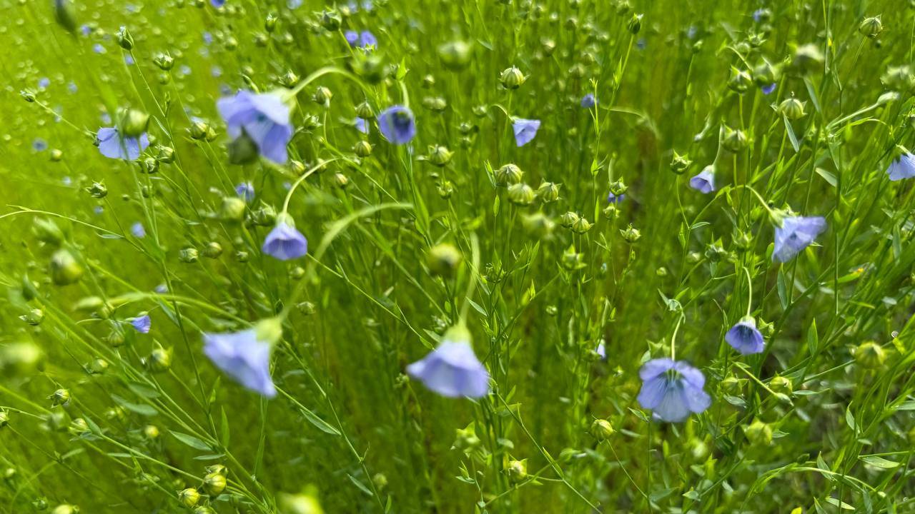 Смоленская область занимает первое место в Российской Федерации по посевной площади льна-долгунца