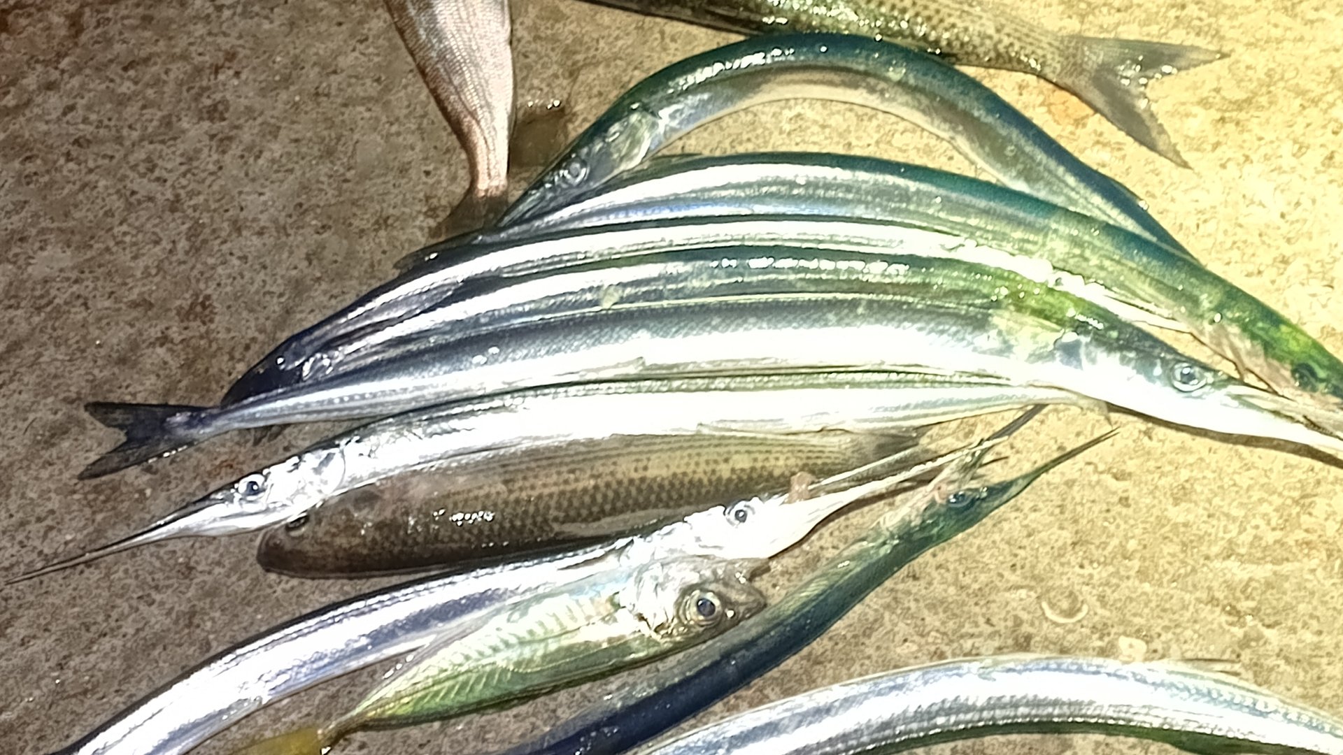 Как ловить Саргана на бомбарду.Рыбалка в Чёрном море Крым.