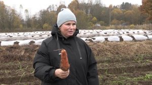 УБОРКА МОРКОВИ