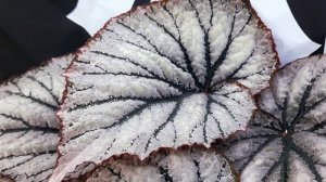 Бегония ЖУСт - Добби. Новинка 2025. Селекционер - Степан Бобров (Воронеж)