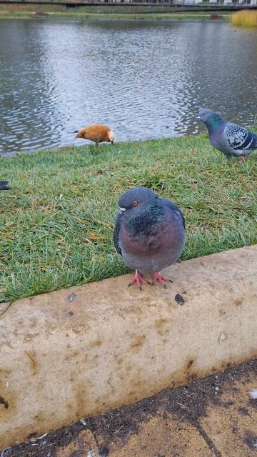 Голуби и красная утка, октябрь 2025