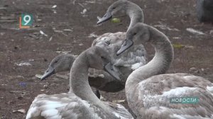 Новости Старого Оскола от 6 ноября