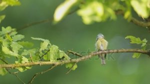 Тест рекламы 9 (4 мин)