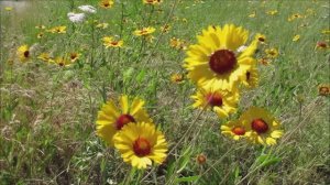 Нежное лето - (Премьера песни 2025, премьера видеоклипа 2025).