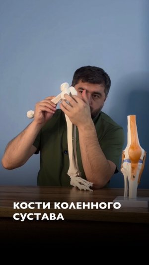 КОСТИ КОЛЕННОГО СУСТАВА