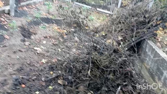 Мой день на даче. Перебрала помидоры. 05.11.25 смотреть онлайн