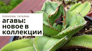 82. Агавы - новое в моей частной коллекции. Виды и сорта